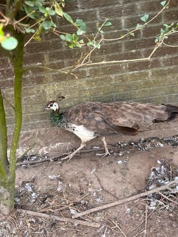 Groep pauwen te koop beschikbaar voor biedingen
