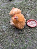 Poules Pékin, Dieren en Toebehoren, Pluimvee, Vrouwelijk, Kip