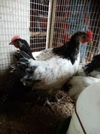 Jonge lakenvelder haan, Dieren en Toebehoren, Mannelijk, Kip