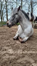 leuke appaloosa merrie, Dieren en Toebehoren, Paarden, Merrie