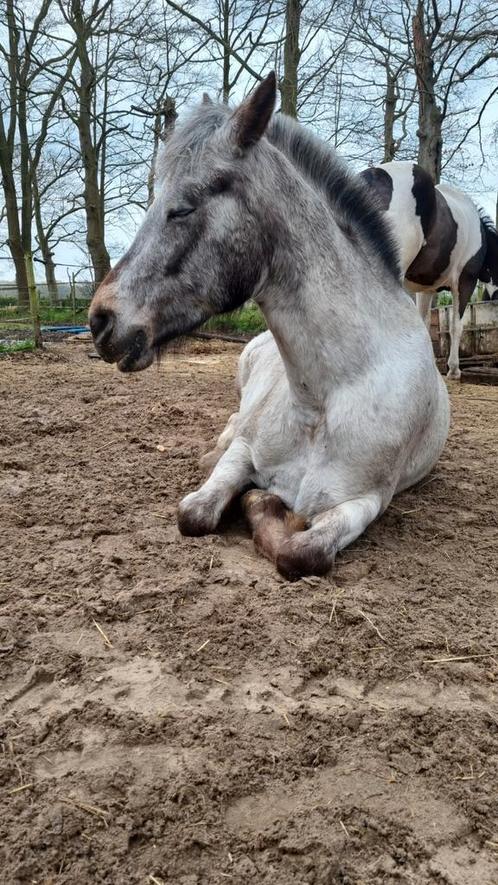 leuke appaloosa merrie, Dieren en Toebehoren, Paarden, Merrie