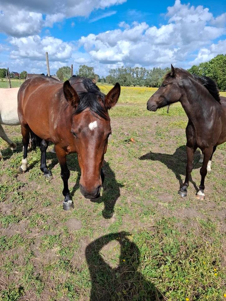 Merrie 8 jaar/ Madonna pk afstamming, Dieren en Toebehoren, Paarden, Merrie