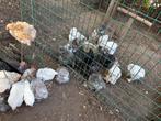 Cochin haantje, Dieren en Toebehoren, Pluimvee, Mannelijk, Kip