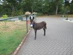 Ezel merrie Katrien, Dieren en Toebehoren, Januari, Vrouwelijk