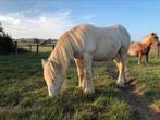 Unieke tinker jaarling, Minder dan 160 cm, 0 tot 2 jaar, Hengst, Gechipt