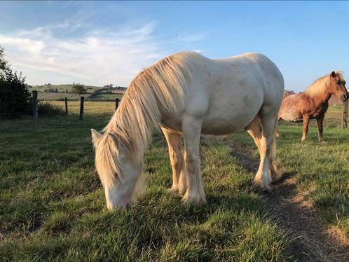 Unieke tinker jaarling, Dieren en Toebehoren, Paarden, Hengst, Onbeleerd, Minder dan 160 cm, 0 tot 2 jaar, Recreatiepaard, Gechipt