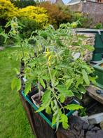 Plants de tomates plusieurs variétés, Jardin & Terrasse, Plantes | Jardin, Enlèvement