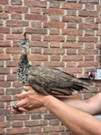 Jonge Pauwen, Meerdere dieren, Overige soorten