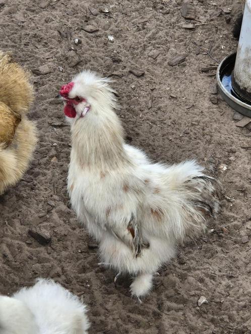 2 Zijdehoen hanen beschikbaar, Dieren en Toebehoren, Pluimvee, Kip, Mannelijk