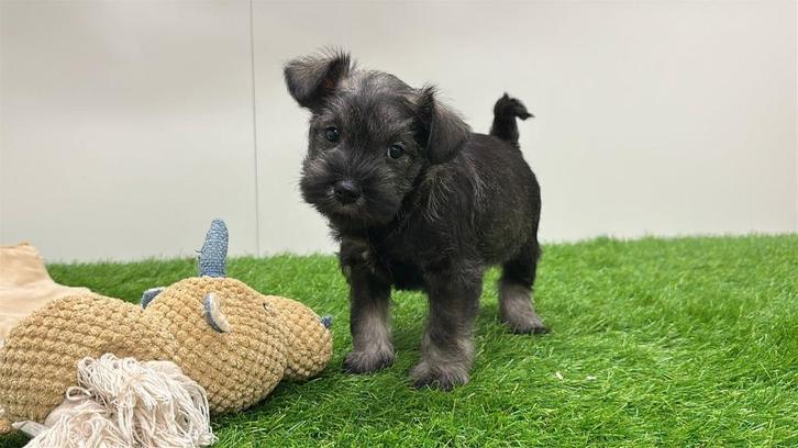 Nestje Dwergschnauzer pups, Dieren en Toebehoren, Honden | Chihuahua's en Gezelschapshonden, Meerdere dieren, Overige rassen, Fokker | Professioneel