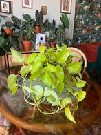 Pothos neon limoen, Huis en Inrichting, Kamerplanten, Ophalen