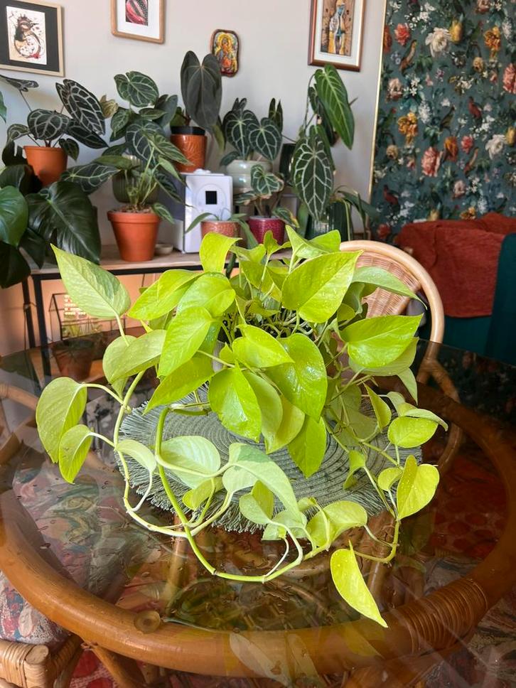 Pothos neon limoen, Huis en Inrichting, Kamerplanten, Ophalen