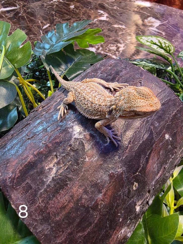 Jonge Baardagaam – Hypo morph standard zand kleur, Dieren en Toebehoren, Reptielen en Amfibieën