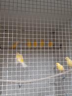 Jonge kanaries  ... gele, Dieren en Toebehoren