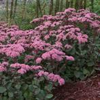 Sedum spectabile 4 soorten van hobbykweek, Volle zon, Vaste plant, Zomer, Ophalen