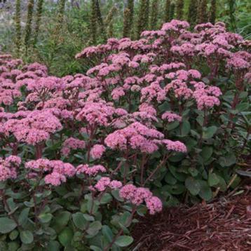 Sedum spectabile 4 soorten van hobbykweek beschikbaar voor biedingen