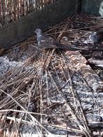 Diamant duiven, Dieren en Toebehoren, Vogels | Overige Vogels