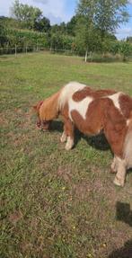 Ik zoek  jonge shetlander ruin, Ruin, Recreatiepony, 3 tot 6 jaar