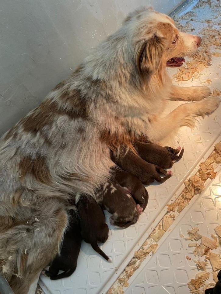 Australische Herder pups te koop (red tri), Dieren en Toebehoren, Honden | Herdershonden en Veedrijvers, Teef, Herder, Fokker | Professioneel