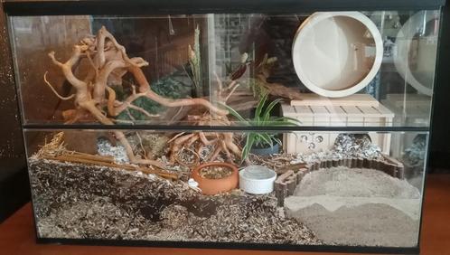 Glazen Hamsterkooi – Ruim Terrarium voor Hamsters, Dieren en Toebehoren, Knaagdieren en Konijnen | Hokken en Kooien, Nieuw, Hok