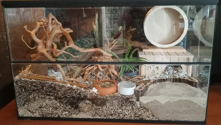 Glazen Hamsterkooi – Ruim Terrarium voor Hamsters, Dieren en Toebehoren, Knaagdieren en Konijnen | Hokken en Kooien, Nieuw, Hok