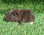Nederland! Jong cavia beertje, Dieren en Toebehoren, Cavia, Augustus, Mannelijk, Tam