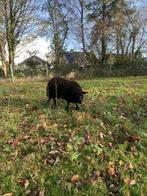 ram schaap 6 maanden (texel -texel), Dieren en Toebehoren, Schapen, Geiten en Varkens, Mannelijk, Schaap, 0 tot 2 jaar