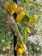 Golden rave - gele tomaat - 5 zaden, Tuin en Terras, Bloembollen en Zaden, Verzenden, Voorjaar, Volle zon, Zaad