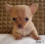 Chihuahua pups (kortharig), België, Particulier, CDV (hondenziekte), 8 tot 15 weken