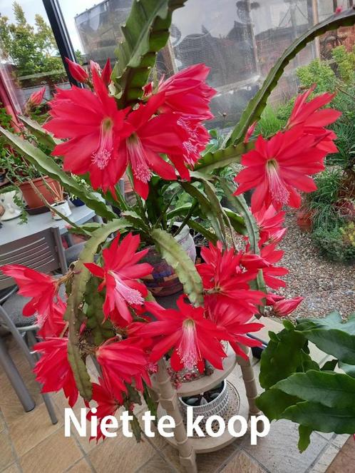stekjes van rood bloeiende hangcactus ., Huis en Inrichting, Kamerplanten, Cactus, Ophalen