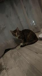 Kat, Dieren en Toebehoren, Poes, Kortharig, 0 tot 2 jaar