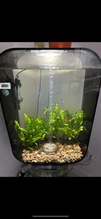 Biorb life 60, Animaux & Accessoires, Poissons | Aquariums & Accessoires, Enlèvement, Comme neuf