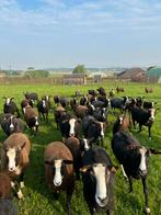 Keuze uit jonge zwartbles ooien ( vrouwelijk ), Animaux & Accessoires, Moutons, Chèvres & Cochons, Mouton, Femelle
