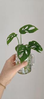 Monstera adonsonii stekjes, Maison & Meubles, Plantes d'intérieur, Ombre partielle, Plante verte, Enlèvement ou Envoi, Moins de 100 cm