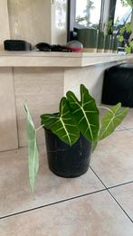 Olifantsoor plant, Ophalen