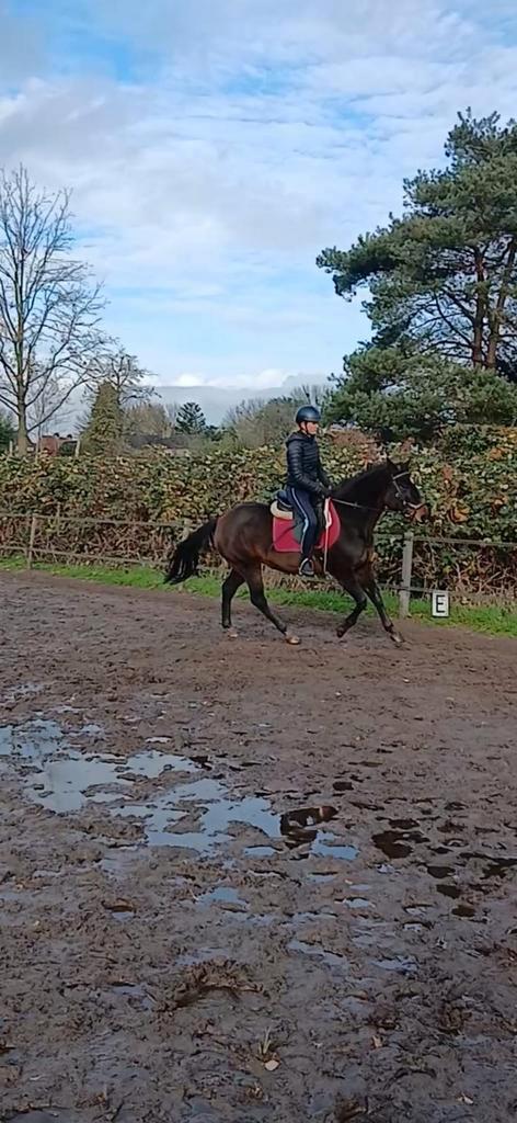 Pony, Dieren en Toebehoren, Pony's, Merrie