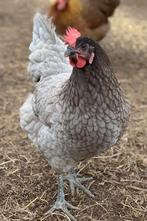 Blue de Landes|ACTIE va. 7,5€|gratis levering va. 75€, Dieren en Toebehoren, Pluimvee, Kip