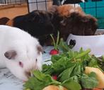 Cavia vrouwtjes, Dieren en Toebehoren, Knaagdieren, Vrouwelijk, Cavia