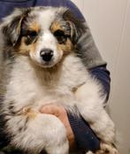 Border collie pups blue merle, blue merle tan en zwart-wit, Dieren en Toebehoren, België, Fokker | Hobbymatig, 8 tot 15 weken