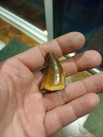 Mosasaurus tand, Enlèvement ou Envoi