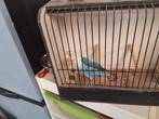 Agapornis fischerie opalin blauw., Dieren en Toebehoren, Geringd