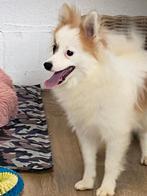 Junior keesjes / duitse spitz, Dieren en Toebehoren, België, Keeshond, 15 weken tot 1 jaar, CDV (hondenziekte)