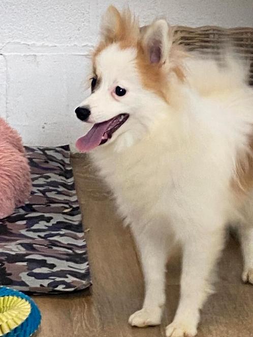 Junior keesjes / duitse spitz, Dieren en Toebehoren, Honden | Poolhonden, Keeshonden en Oertypen, Meerdere dieren, Keeshond, Fokker | Professioneel