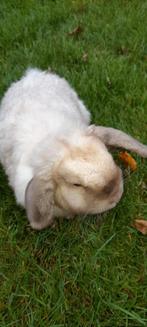 Super mooie nederlandse hangoor, Dieren en Toebehoren, Hangoor