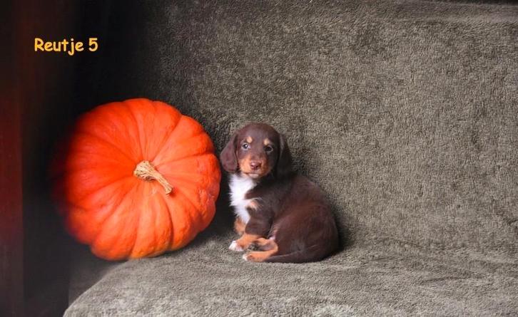 Prachtige langharig Chocolat Tricolor Dwergteckel pupje, Dieren en Toebehoren, Honden | Teckels en Dashonden, Meerdere dieren