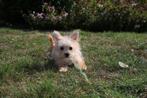Morkie, mini puppy, eigen kweek, België, 15 weken tot 1 jaar, Overige rassen, CDV (hondenziekte)