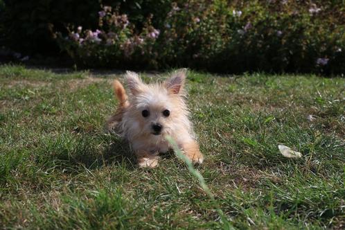 Morkie, mini puppy, eigen kweek, Dieren en Toebehoren, Honden | Chihuahua's en Gezelschapshonden, Teef, Overige rassen, Fokker | Professioneel