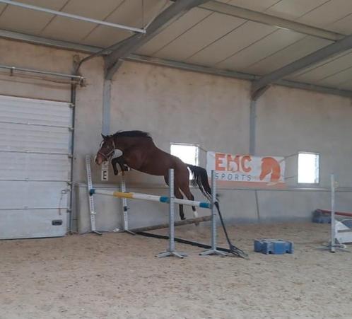 4jarige ruin, Dieren en Toebehoren, Paarden, Ruin, Zadelmak, 165 tot 170 cm, 3 tot 6 jaar, Springpaard, Met stamboom