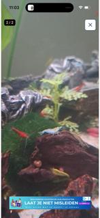 Garnalen mix +-40, Dieren en Toebehoren, Kreeft, Krab of Garnaal, Zoetwatervis