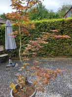 Acer palmatum rood.japanse esdoorn, Tuin en Terras, Ophalen, In pot, Overige soorten, 100 tot 250 cm